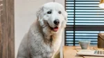 Polish Tatra Sheepdog Dog photo