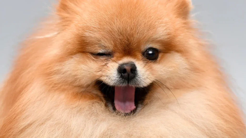 Zwergspitz Dog photo