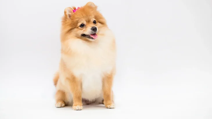 Zwergspitz Dog photo