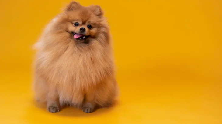 Zwergspitz Dog photo