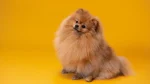 Zwergspitz Dog photo