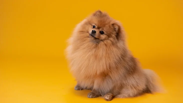 Zwergspitz Dog photo