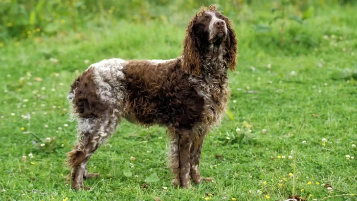 Pont-Audemer Spaniel Dog photo