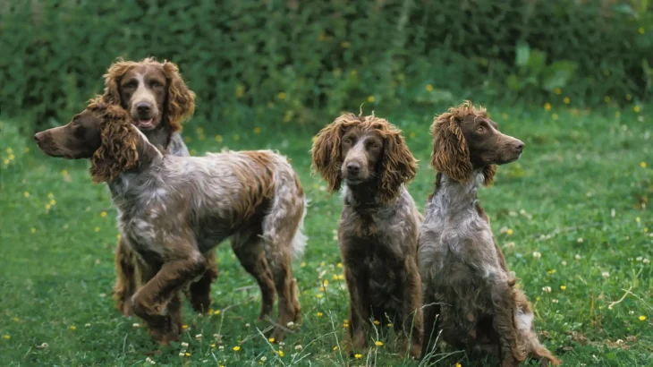 Pont-Audemer Spaniel Dog photo