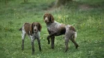 Pont-Audemer Spaniel Dog photo
