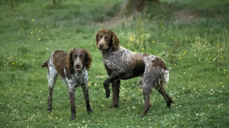 Pont-Audemer Spaniel Dog photo