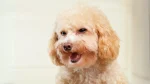 Poodle Dog photo