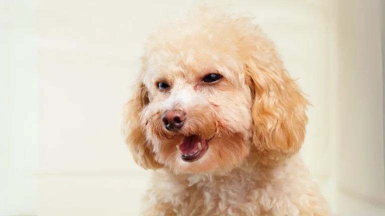Poodle Dog photo