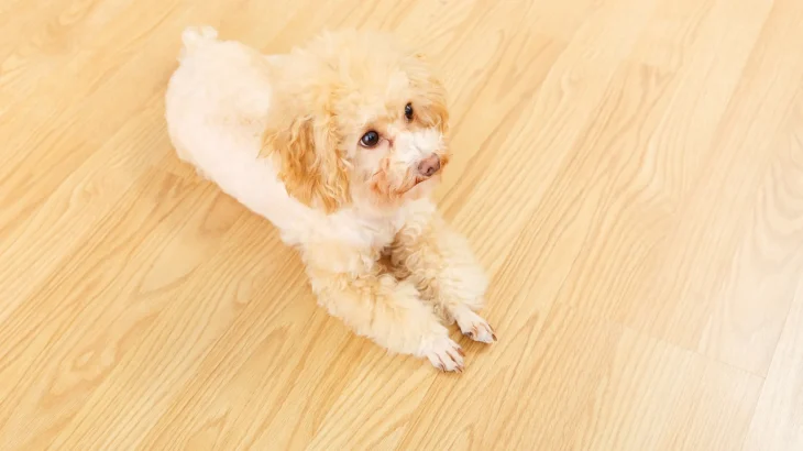 Poodle Dog photo