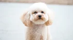 Poodle Dog photo