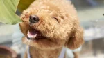 Poodle Dog photo