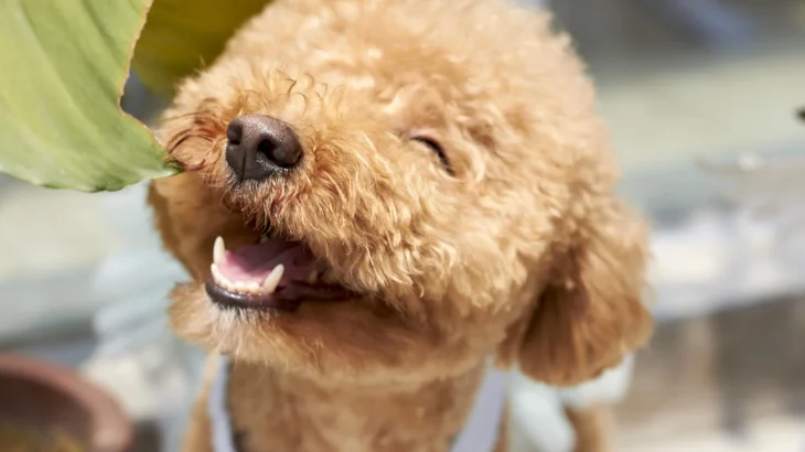 Poodle Dog photo