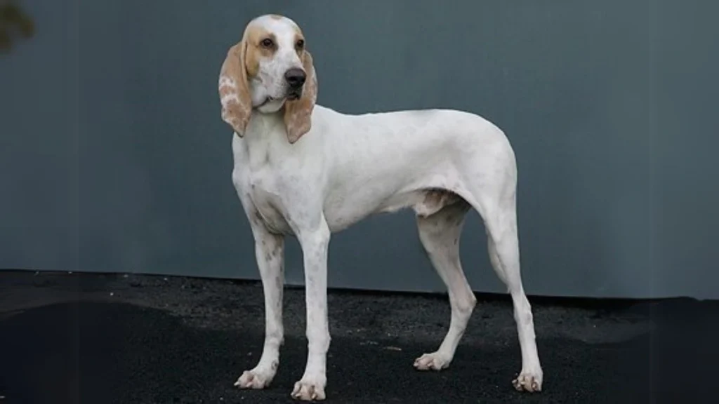 Porcelaine Dog photo