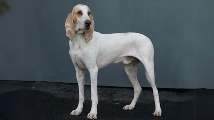 Porcelaine Dog photo