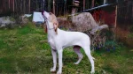 Porcelaine Dog photo