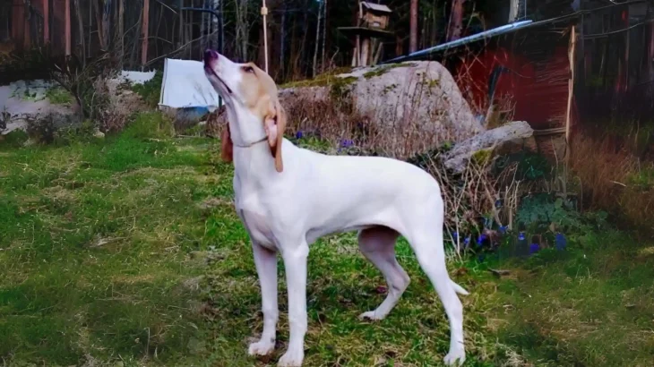 Porcelaine Dog photo