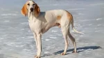 Porcelaine Dog photo