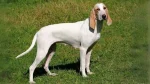 Porcelaine Dog photo