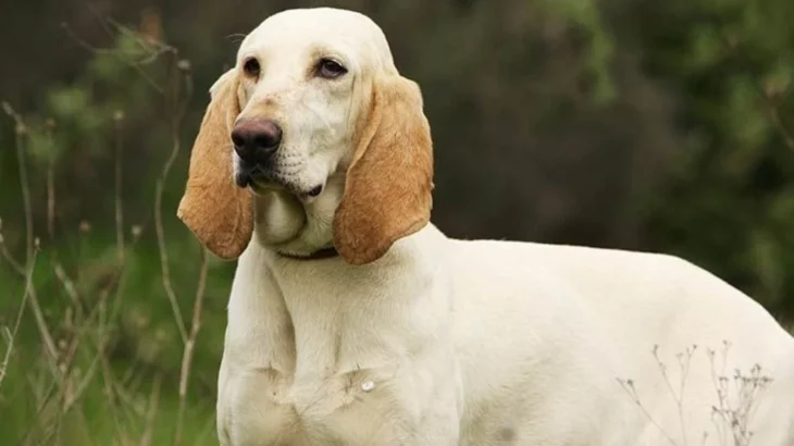 Porcelaine Dog photo