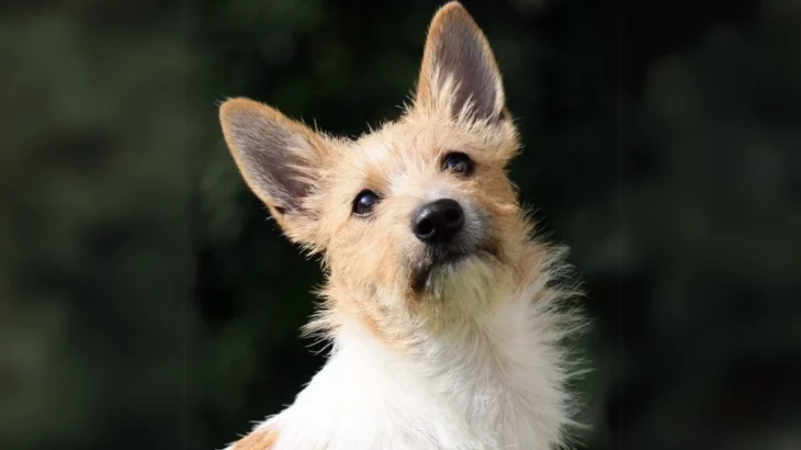 Portuguese Hound Dog photo