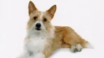 Portuguese Hound Dog photo
