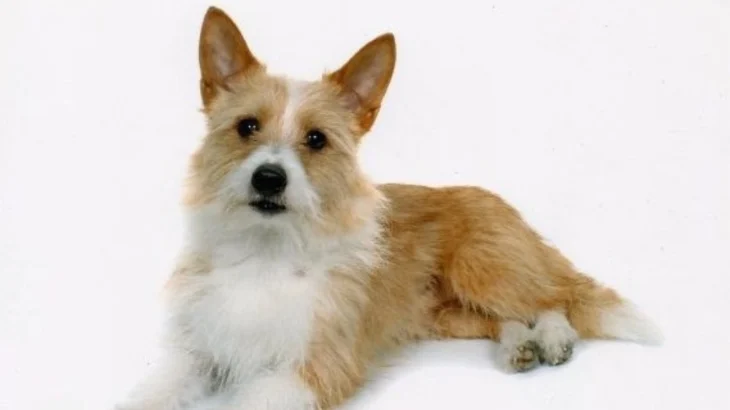 Portuguese Hound Dog photo