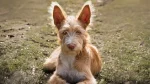 Portuguese Hound Dog photo