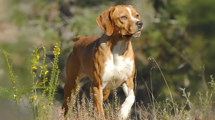Pointer Portugalski Dog photo