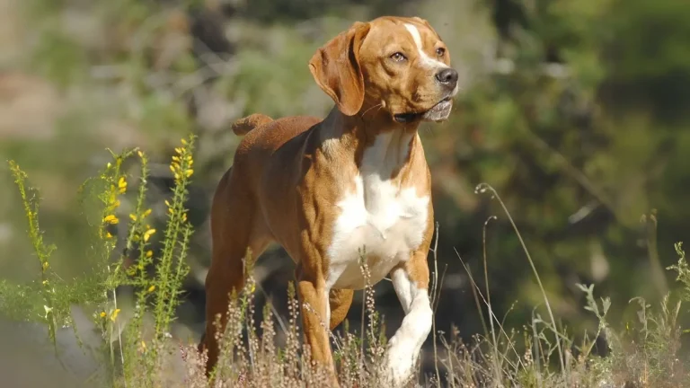 Pointer Portugalski Dog photo