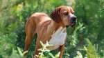 Pointer Portugalski Dog photo