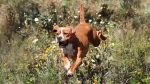 Pointer Portugalski Dog photo
