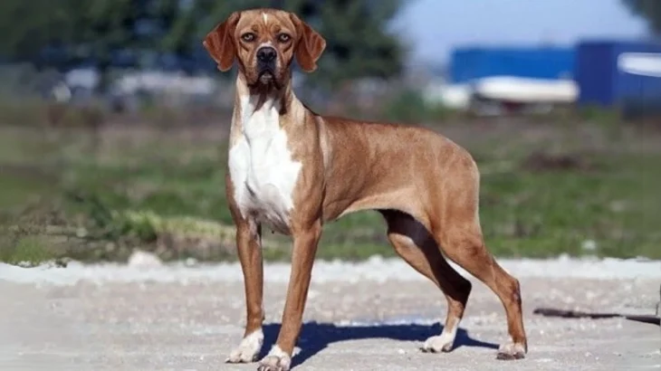 Pointer Portugalski Dog photo