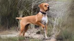 Pointer Portugalski Dog photo