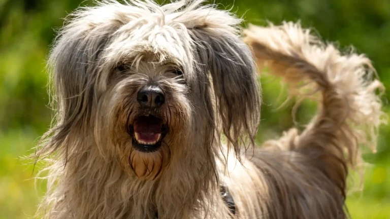 Portuguese Sheepdog Dog photo