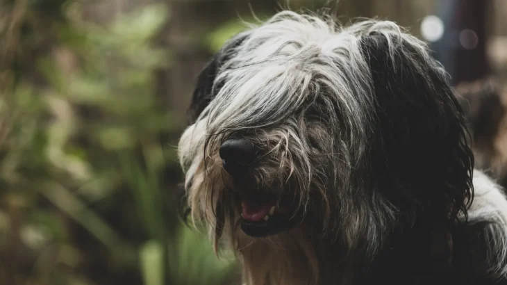 Portuguese Sheepdog Dog photo
