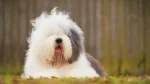 Portuguese Sheepdog Dog photo