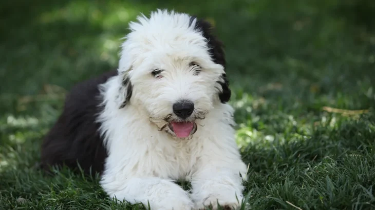 Portuguese Sheepdog Dog photo