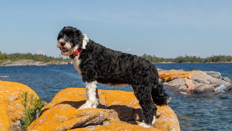 Portuguese Water Dog Dog photo