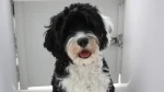 Portuguese Water Dog Dog photo