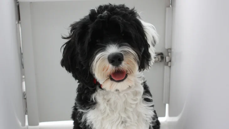 Portuguese Water Dog Dog photo