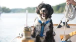 Portuguese Water Dog Dog photo