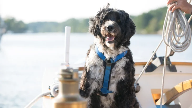 Portuguese Water Dog Dog photo