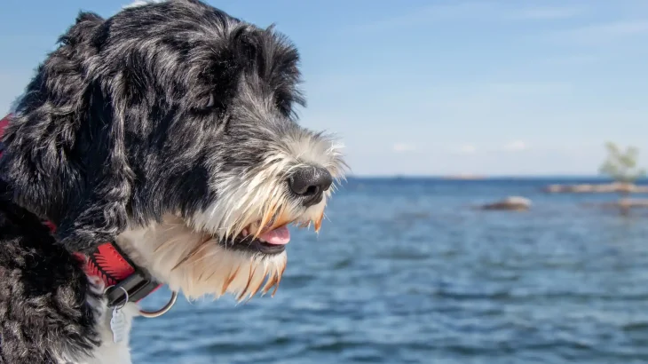 Portuguese Water Dog Dog photo