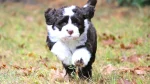 Portuguese Water Dog Dog photo