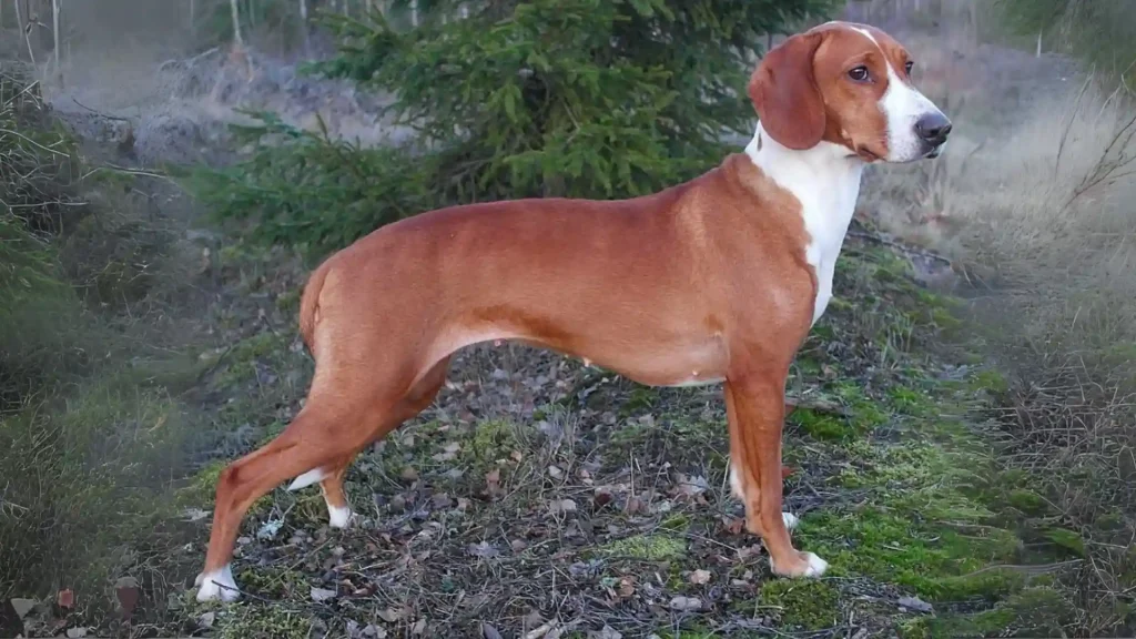 Posavac Hound Dog photo