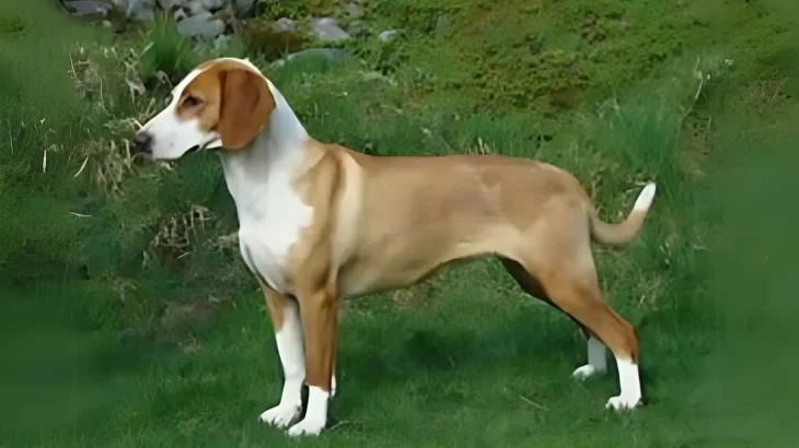 Posavac Hound Dog photo