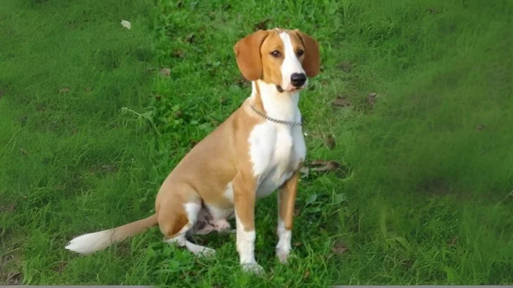 Posavac Hound Dog photo