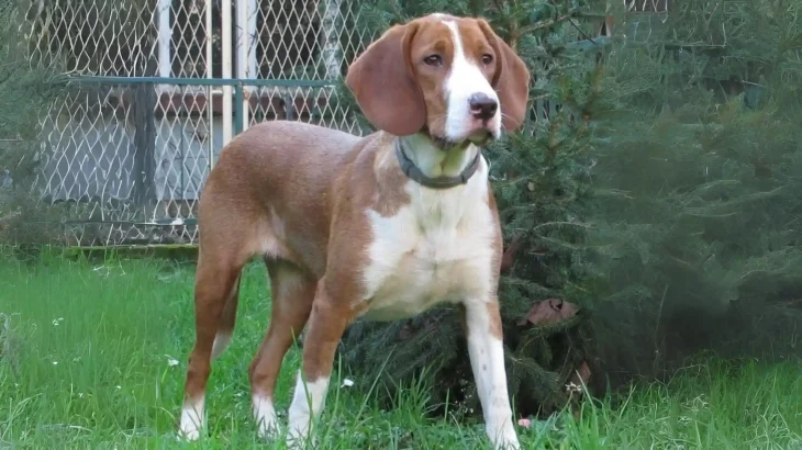 Posavac Hound Dog photo