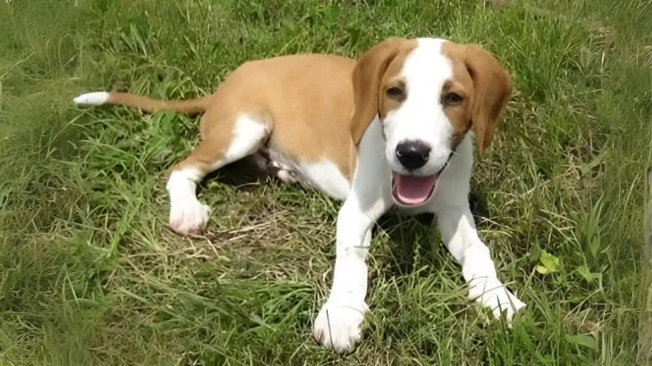 Posavac Hound Dog photo