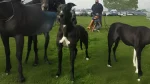 Potsdam Greyhound Dog photo
